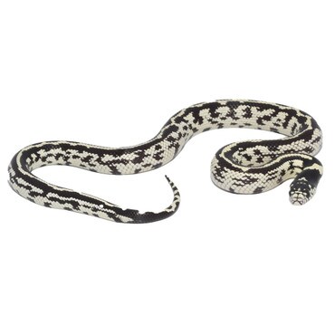 B&W Aberrant Californian King Snake